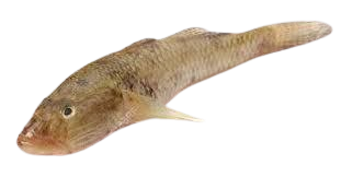 Ikan Bungo