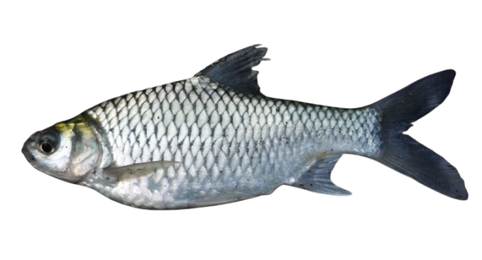 Ikan Tawes